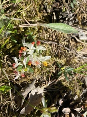 Polygaloides chamaebuxus