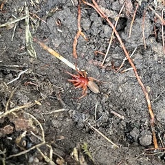 Dysdera