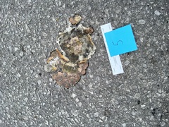 Chrysemys picta marginata