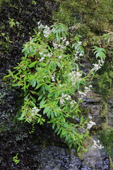 Anaphalioides trinervis