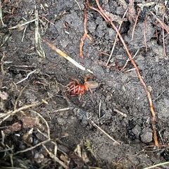 Dysdera