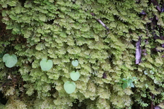 Trichocolea mollissima