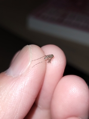 Aedes taeniorhynchus