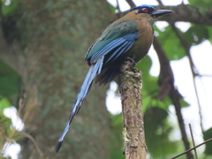 Momotus aequatorialis
