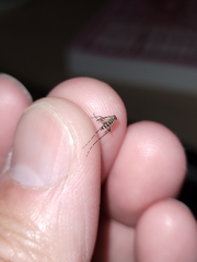 Aedes taeniorhynchus