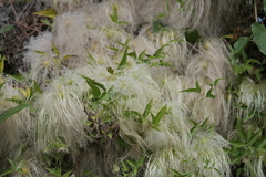 Clematis montevidensis