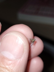 Aedes taeniorhynchus