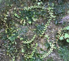 Epilobium nummulariifolium