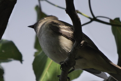 Elaenia