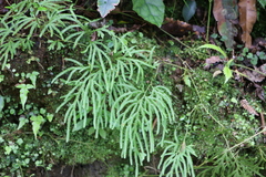 Lycopodium volubile