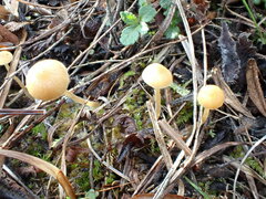 Galerina graminea