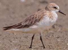 Calidris ruficollis