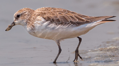 Calidris ruficollis