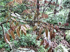 Millettia