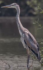 Ardea cinerea jouyi