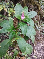 Phytolacca bogotensis