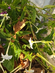 Nicotiana tabacum