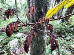 Millettia