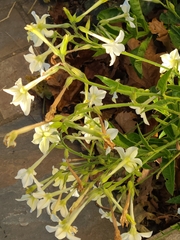 Nicotiana tabacum
