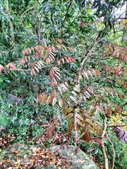 Millettia