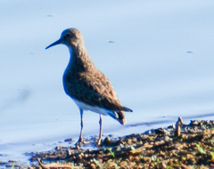 Calidris