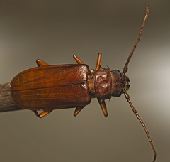 Cacodacnus planicollis