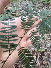 Chamaecrista deeringiana