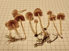 Galerina graminea