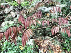 Millettia