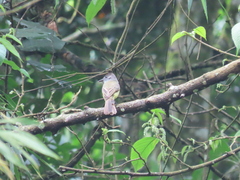 Myiarchus tuberculifer