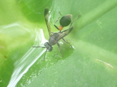 Ropalidia sumatrae