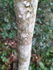 Millettia