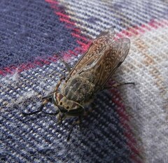 Haematopota pluvialis