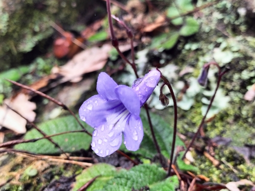 Streptocarpus modestus