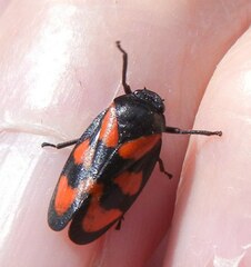 Cercopis vulnerata