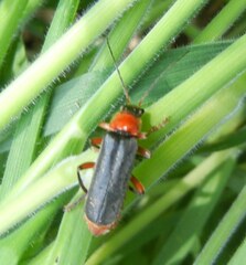 Cantharis pellucida