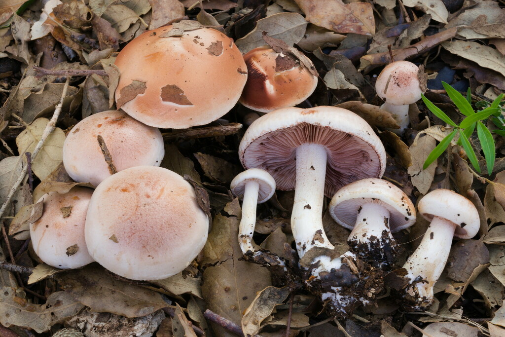Hebeloma porphyrosporum