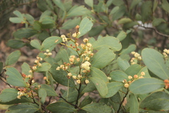 Acacia obliquinervia