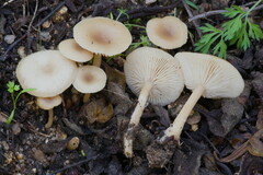 Clitocybe cistophila