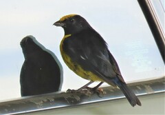 Euphonia xanthogaster