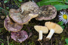 Russula cistoadelpha