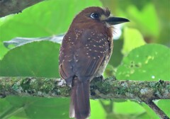 Malacoptila mystacalis