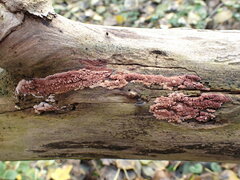 Ceriporia purpurea