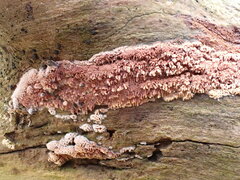 Ceriporia purpurea