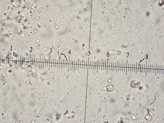 Ceriporia purpurea