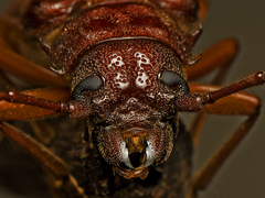 Cacodacnus planicollis