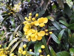 Acridocarpus natalitius