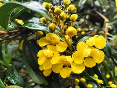 Acridocarpus natalitius