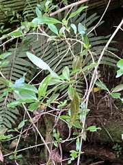 Coprosma foetidissima