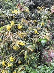 Acridocarpus natalitius